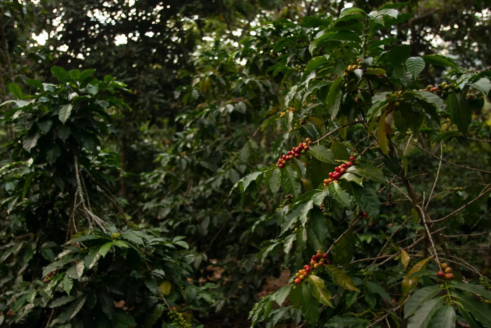 Ramas de cafeto con cerezas, a contraluz, en un cafetal